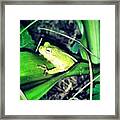 Little Froggy Framed Print