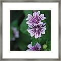 Little Purple Flowers Framed Print