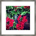 Little Red Flowers Framed Print