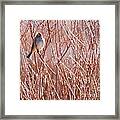 Little Sparrow Framed Print