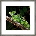 Lizard On A Stick Framed Print