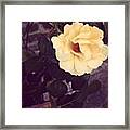 #london #central #flower #plant #pretty Framed Print