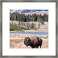 Lone Buffalo Framed Print