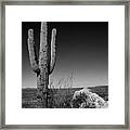 Lone Saguaro Framed Print
