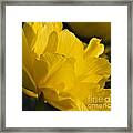 Lone Tulip  Tulipe Seule Framed Print