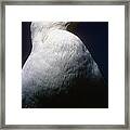 Long Island Seagull Framed Print