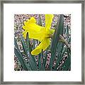 Long Trumpet Daff Framed Print