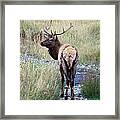 Looking Back Bull Framed Print