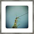 Looking Up Composition 24072012 Framed Print