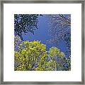 Looking Up In Spring Framed Print