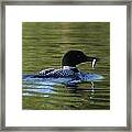 Loon With Minnow Framed Print
