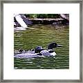Loons With Twins 4 Framed Print