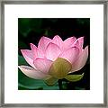 Lotus Beauty--blushing Dl003 Framed Print