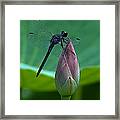 Lotus Bud And Slatey Skimmer Dragonfly Dl072 Framed Print