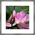 Lotus Bud--here Is How You Do It Dl065 Framed Print