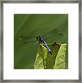 Lotus Leaf And Blue Dasher Dragonfly Dl058 Framed Print