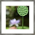 Lotus Seed Pod In The Lily Pond Framed Print
