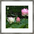 Lotus--stages Of Life Ii Dl024 Framed Print