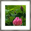 Lotus--stages Of Life Iii Dl017 Framed Print
