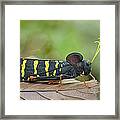 Lubber Grasshopper Guyana Framed Print