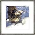 Lulu Loves Snow Framed Print