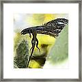 Lunch With A Roadrunner Framed Print