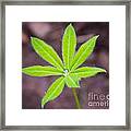 Lupin Drop Framed Print