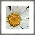 #macro #daisy #flower On #instagram Framed Print