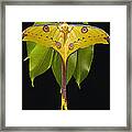 Madagascar Moon Moth Argema Mittrei Framed Print