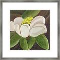 Magnificient Magnolia Framed Print