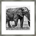 Majestic African Elephant Framed Print