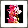 Majestic Gladiolus Framed Print