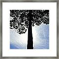 Majestic Tree. #treetop #tree Framed Print