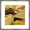 Male American Redstart On The Rocks Framed Print