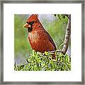 Male Northern Cardinal Framed Print