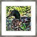 Mallard Duck Framed Print
