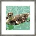 Mallard Duckling Framed Print