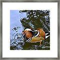 Mandarin Duck 04 Framed Print