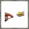 Man's Hand About To Catch Cheese On Mousetrap Framed Print
