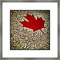 Maple Leaf Framed Print