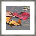 Maple Leaf Reflection Framed Print