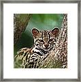 Margay Leopardus Wiedii Orphaned Wild Framed Print