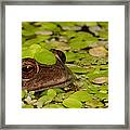 Marsupial Frog Gastrotheca Riobambae Framed Print