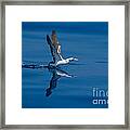 Masked Booby Framed Print