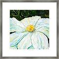 Matilija Poppy Framed Print