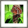 Mating Butterflies Framed Print