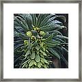 Mediterranean Spurge Framed Print