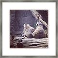 Meerkats. #seattle #woodlandparkzoo Framed Print