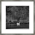 Midnight Swan Framed Print