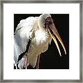 Milky Stork Framed Print
